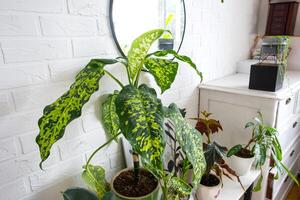 dieffenbachia chita avec grand panaché feuilles dans une blanc style loft intérieur. croissance intérieur les plantes décoratif dans une pot photo