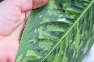 feuilles maison plante affectée par un acarien, petits insectes, problèmes dans la culture des plantes domestiques. traitement des plantes et lutte contre les parasites et les champignons photo