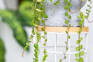 longue cils de pépéromium prostré dans une béton pot pendre avec rond tortue feuilles. pépéromie fermer dans le intérieur sur une blanc arrière-plan, un ornemental plante photo