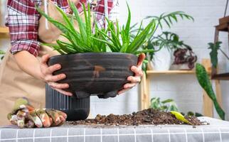 le mains de femme dans un tablier l'empotage, repiquage et la reproduction est le séparation de le les enfants de le aloès Vera plante. succulent sur le tableau, pot, sol, scoop photo