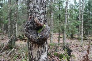 rond fantaisie ronce sur une bouleau tronc, forêt paysage photo