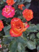 fermer de une vif rouge et Jaune bicolore Rose dans plein floraison, mettant en valeur Naturel beauté et complexe pétale détails photo