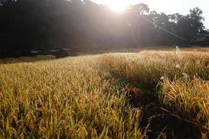 champs de riz dorés le matin avant la récolte