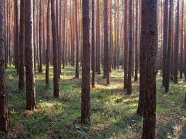 bois droit en été photo