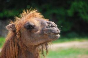 chameau regardant dans un zoo photo