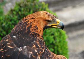 vue détaillée de l'aigle photo