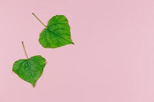 vert feuilles sur rose pastel Contexte. peuplier feuilles. minimal concept pour fraîcheur, écologie, la nature. photo