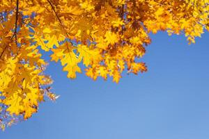 magnifique l'automne chêne arbre avec d'or feuilles sur une Soleil et bleu ciel. photo