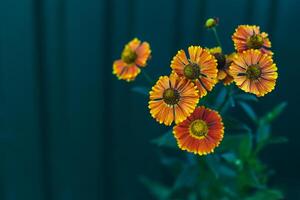 brillant Orange fleurs de hélénium automnal sur foncé vert Contexte. photo