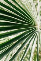 Frais paume feuille dans une lumière du soleil. concept vert plante Contexte. photo