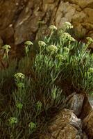 vert les plantes dans une Roche sur le côte de le adriatique mer. photo