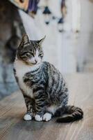 mignonne tigré gris chat sur une rue de budva vieux ville, Monténégro. photo