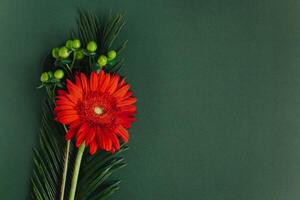 magnifique rouge gerbera fleur avec vert feuilles sur une foncé vert Contexte. photo