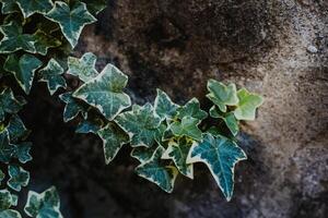 Frais vert lierre feuilles sur une pierre Contexte. photo