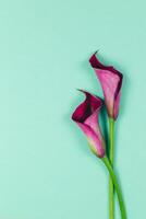 magnifique violet calla fleurs de lys sur turquoise Contexte. plat poser. photo