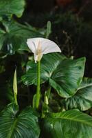 magnifique blanc calla fleurs de lys fleurs dans une jardin après le pluie. photo