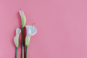 magnifique blanc calla fleurs de lys fleurs sur une rose pastel Contexte. photo