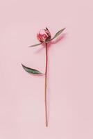 magnifique rose pivoine sur une rose pastel Contexte. photo