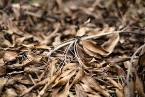 feuilles et branches sont sec et mort sur le sol photo