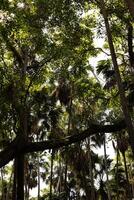 jungles tropicales d'asie du sud-est photo