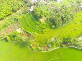 aérien vue de agriculture dans riz des champs pour cultivation dans Ouest Java province, Indonésie. Naturel le texture pour Contexte. coup de une drone en volant 200 mètres haut. photo