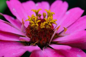 macrophotographie. plante fermer. fermer coup de le pistil et étamines de une zinnia élégans ou zinnia violacée fleur. magnifique zinnia fleurs sont rose avec Jaune pistils. coup dans macro lentille photo