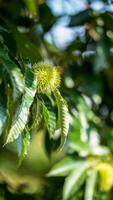 potrait Contexte dans vert Couleur photo