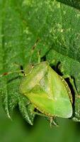 potrait Contexte dans vert Couleur photo