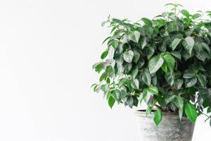 banian arbre dans une pot photo