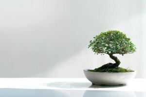 une bonsaï arbre planté dans une soigné, minimaliste pot. photo