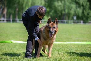 magnifique allemand berger avec le sien propriétaire à une chien montrer. photo