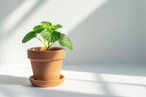 fittonia dans une marron terre cuite pot avec lumière du soleil contre une blanc Contexte. photo