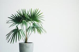 une paume arbre dans une pot regards magnifique contre une nettoyer blanc Contexte. photo