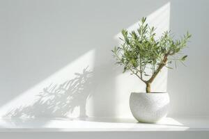 petit olive arbre dans une élégant pot photo