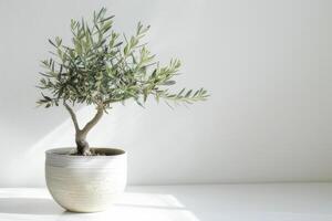petit olive arbre dans une élégant pot photo