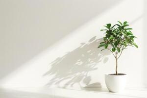 petit ficus arbre élégant des pots sur une pur blanc Contexte photo