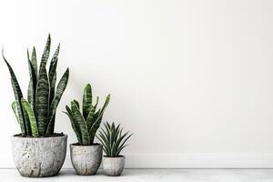 Trois serpent les plantes dans des pots doublé en haut dans une rangée photo