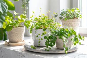 vert les plantes épanouissement dans des pots blanc Contexte photo
