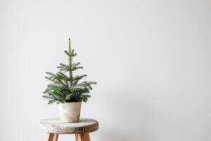 luxuriant les plantes dans petit des pots affiché sur minimaliste en bois chaises. photo