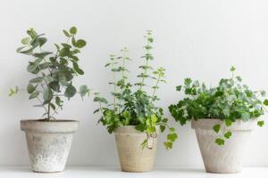 vert les plantes épanouissement dans des pots blanc Contexte photo