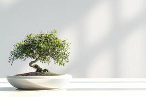 une bonsaï arbre planté dans une soigné, minimaliste pot. photo