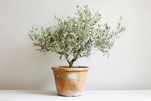 mis en pot olive arbre dans une rustique terre cuite pot photo