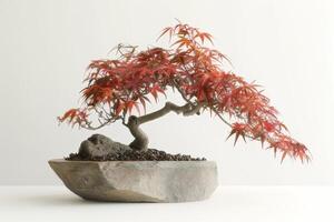 une Japonais érable arbre planté dans un élégant pierre pot photo