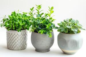 vert les plantes épanouissement dans des pots blanc Contexte photo