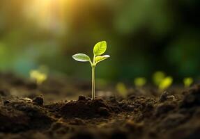 Jeune germer croissance dans le sol, photo