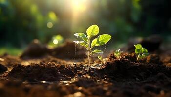 Jeune germer croissance dans le sol, photo