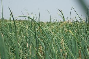 une champ de grand herbe avec grand vert les plantes photo