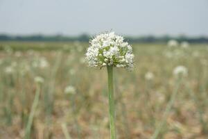 une grand oignon blanc fleur avec beaucoup petit blanc fleurs photo