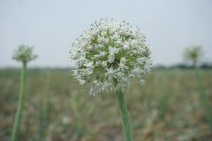 une grand oignon blanc fleur avec beaucoup petit blanc fleurs photo