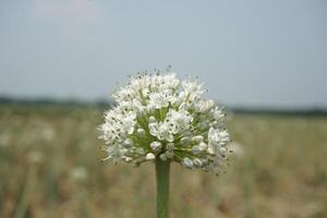 une grand oignon blanc fleur avec beaucoup petit blanc fleurs photo